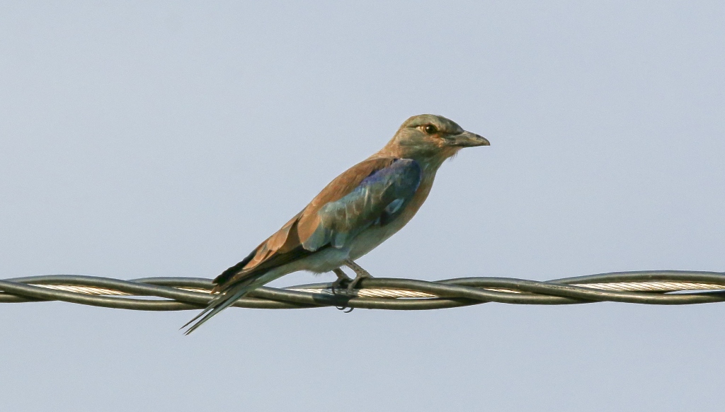 European Roller