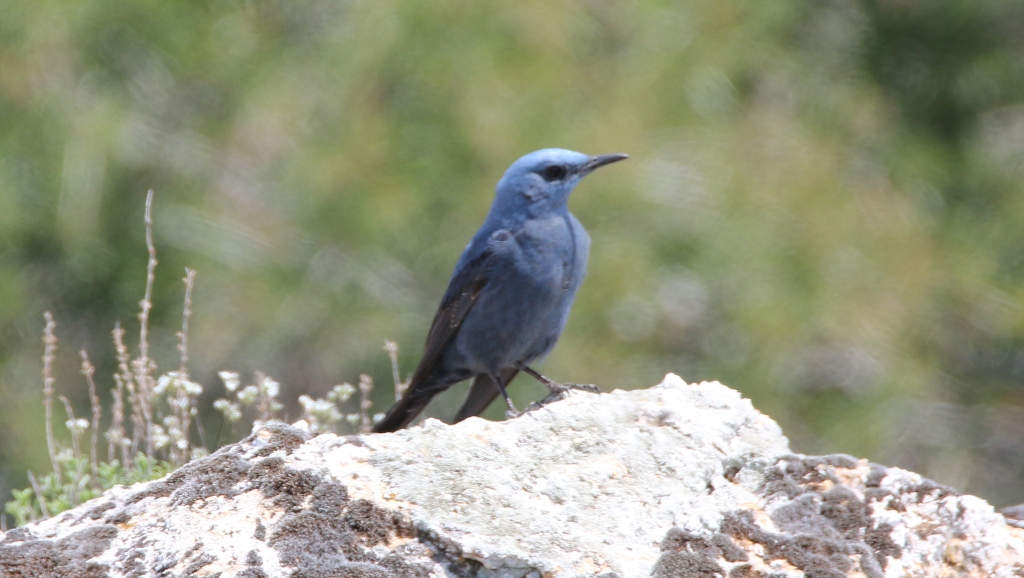 Blue Rock Thrush