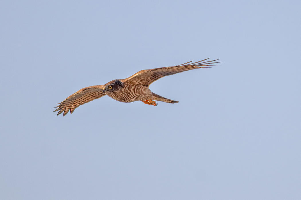 Eurasian Sparrowhawk