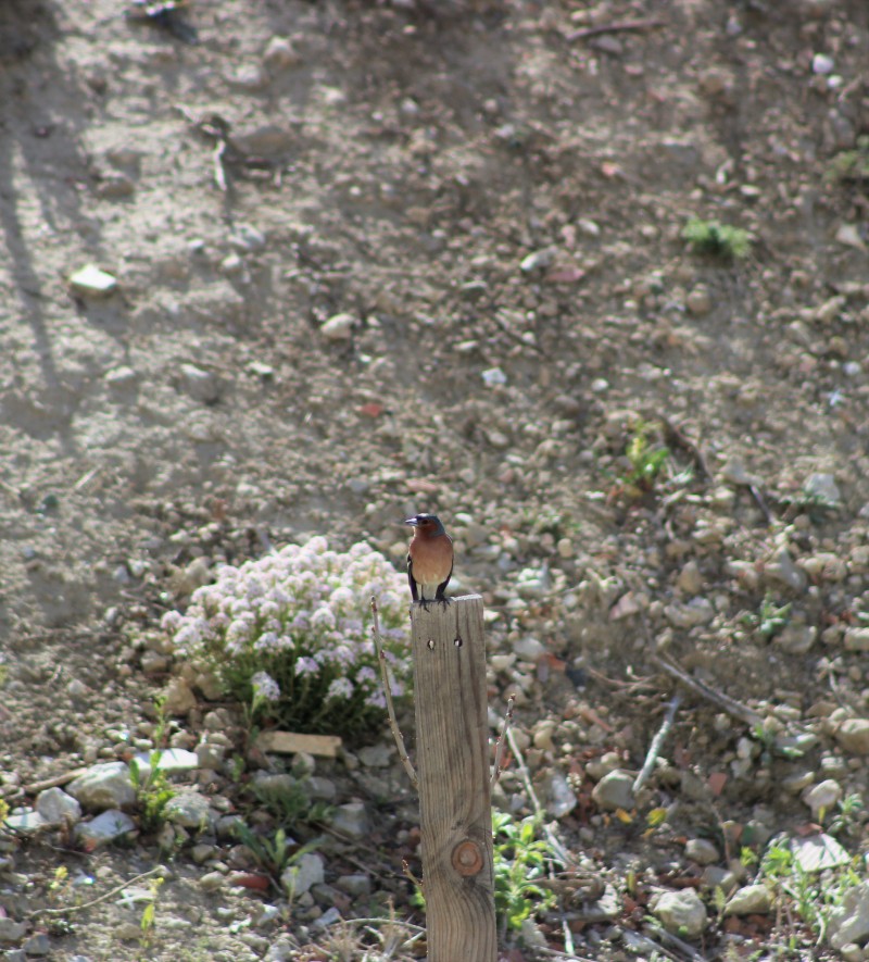 Eurasian Chaffinch