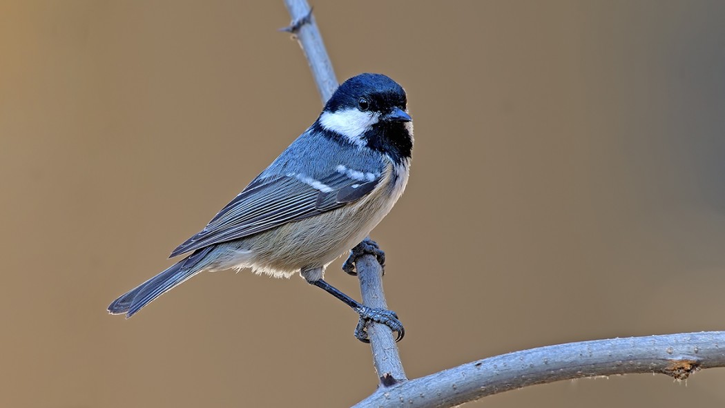 Coal Tit