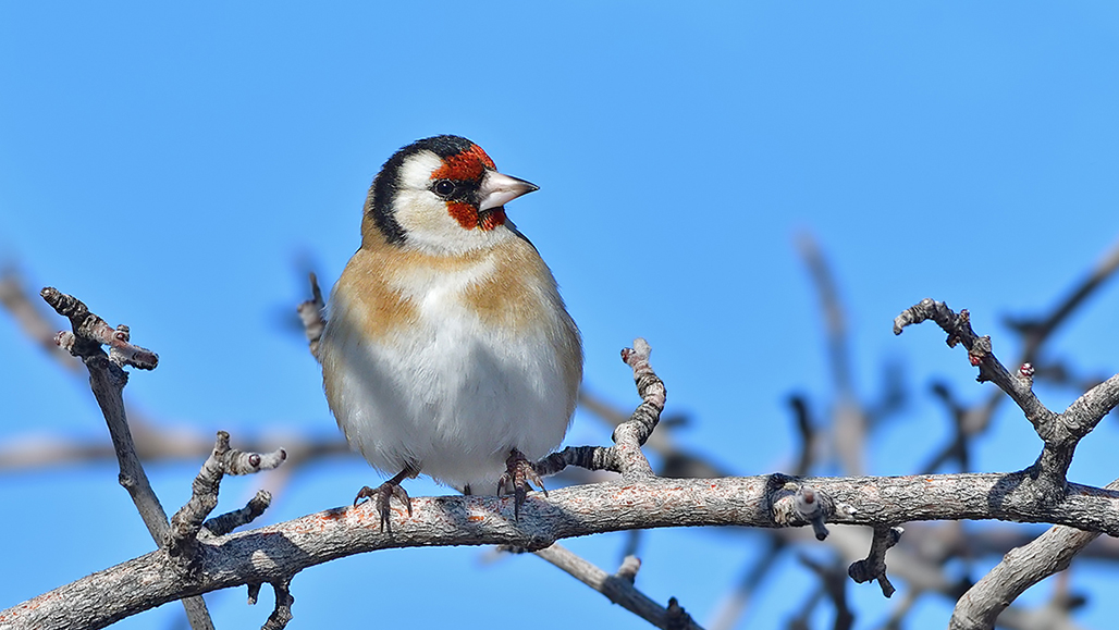European Goldfinch