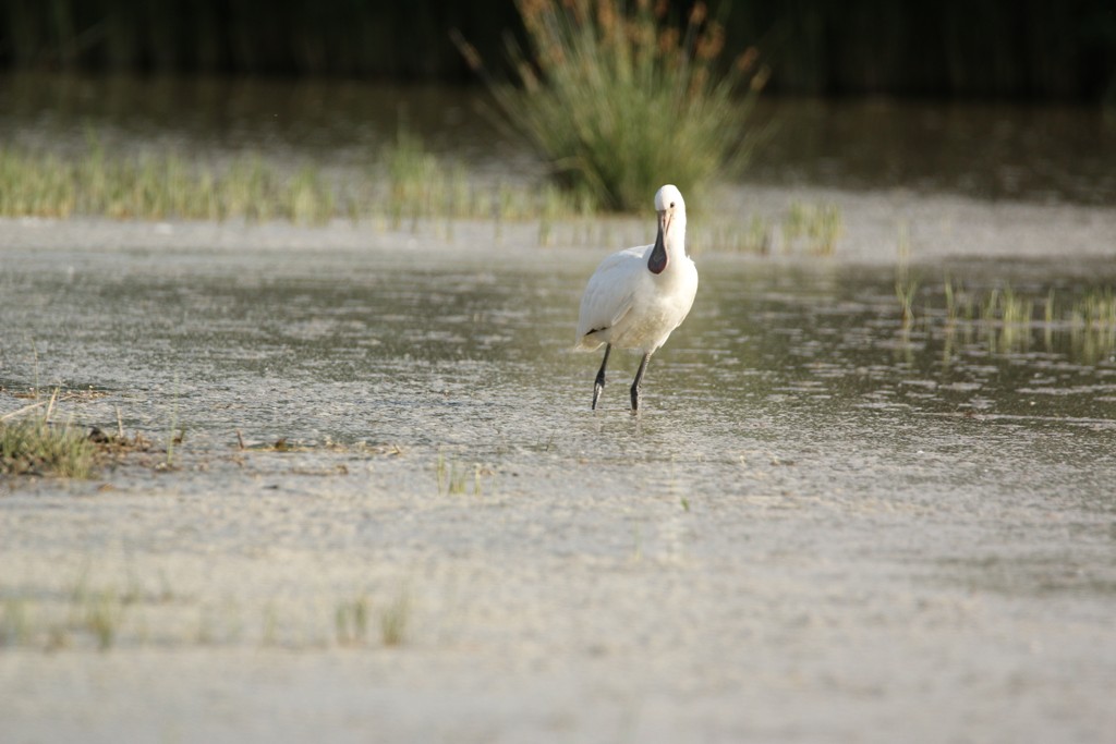 Eurasian Spoonbill