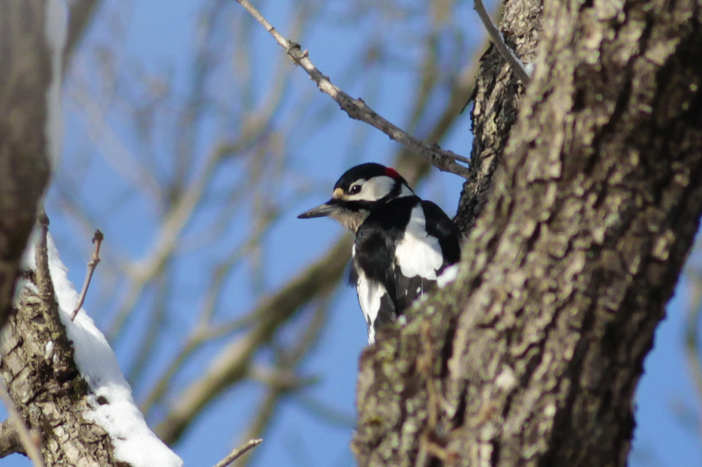 Great Spotted Woodpecker