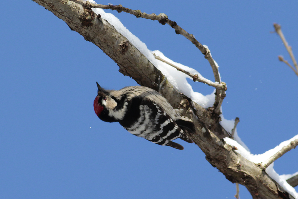 Lesser Spotted Woodpecker
