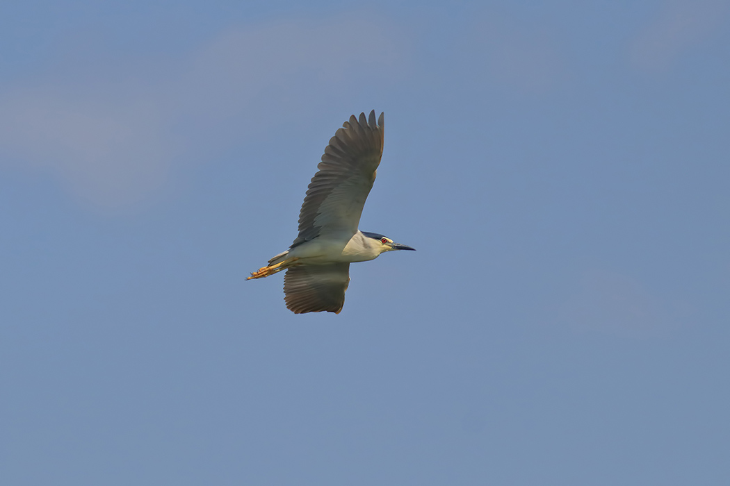 Black-crowned Night Heron