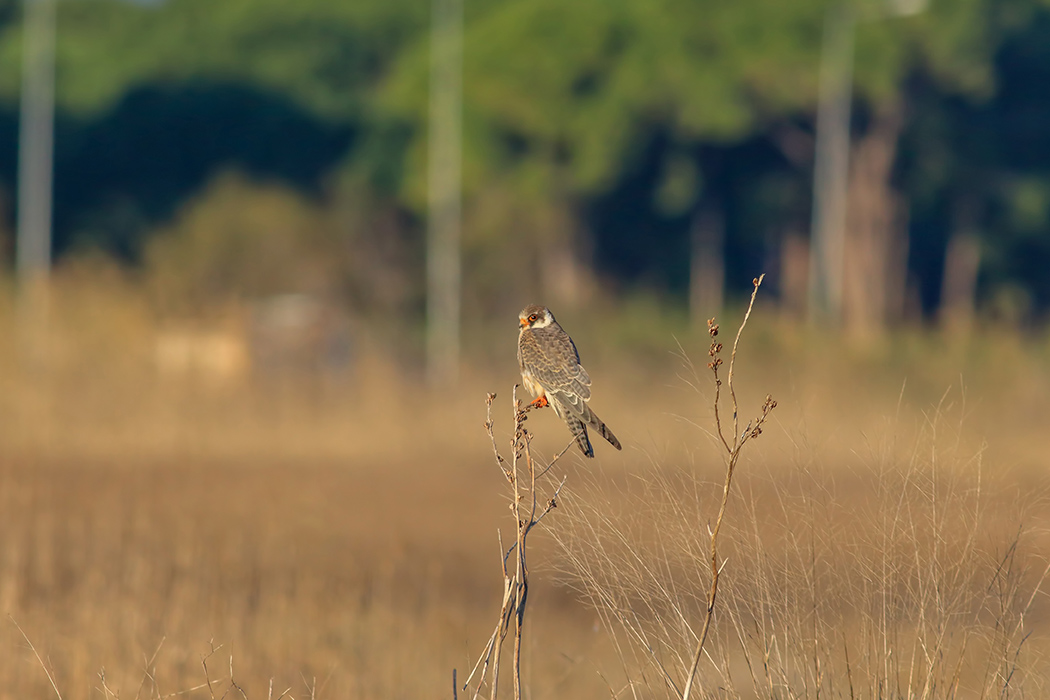 Red-footed Falcon
