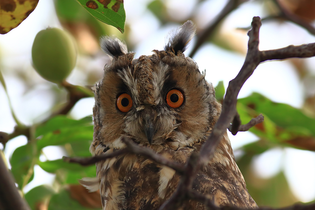 Long-eared Owl