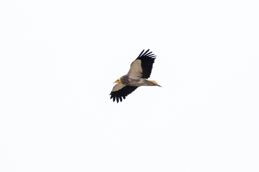Egyptian Vulture