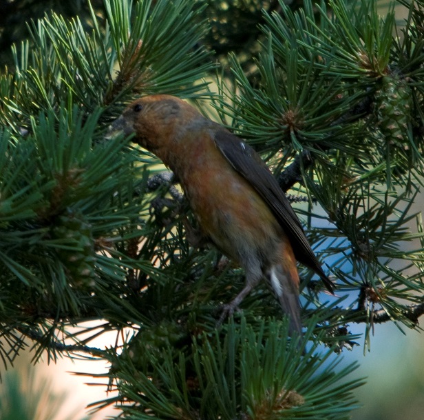 Red Crossbill