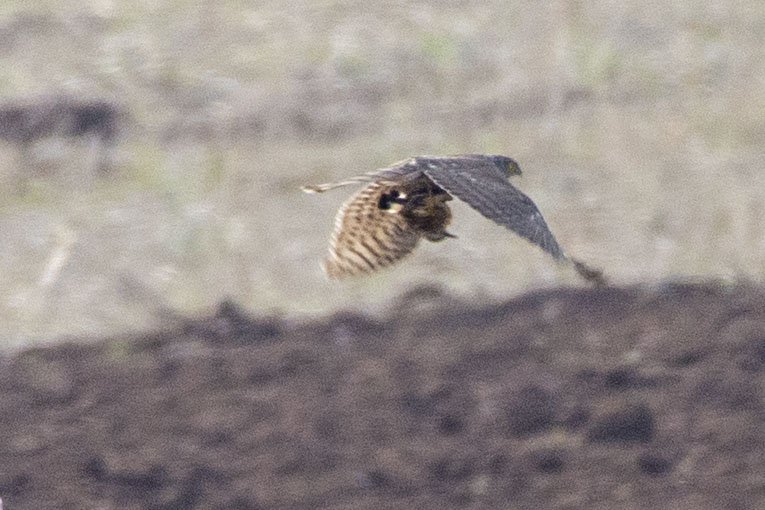 Eurasian Sparrowhawk