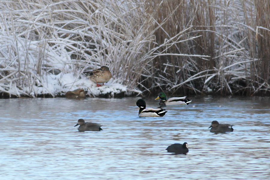 Mallard