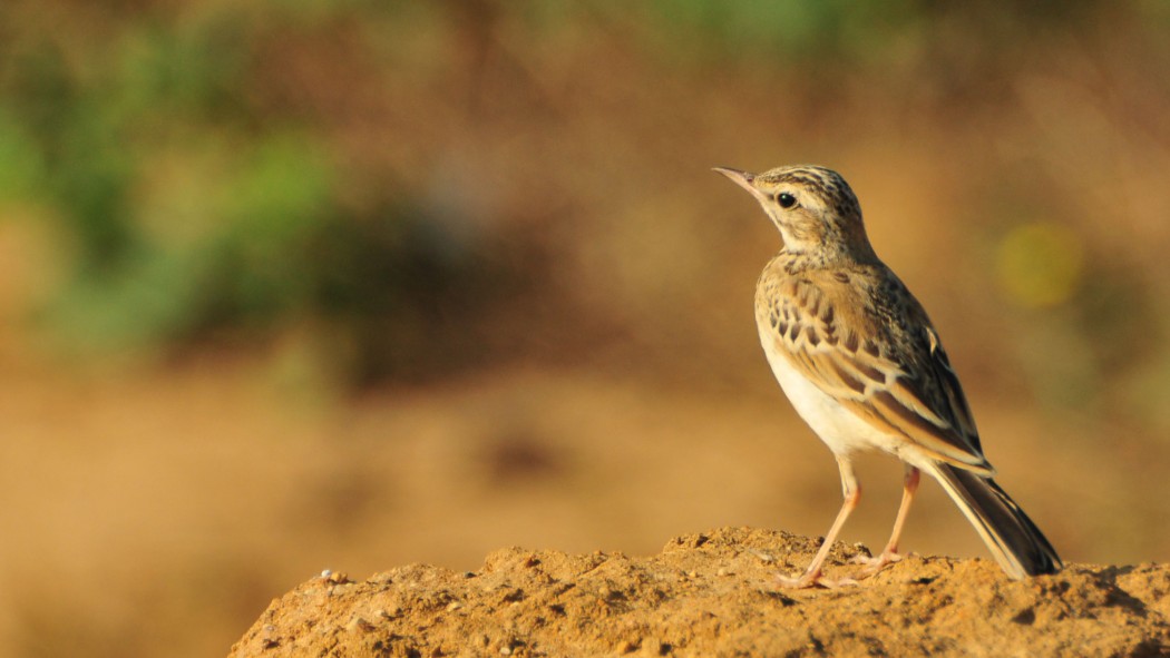 Tawny Pipit