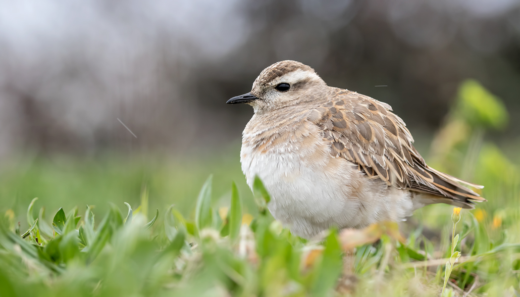 Eurasian Dotterel