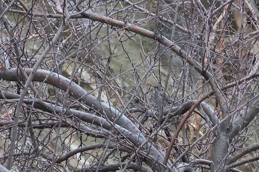Black-throated Thrush