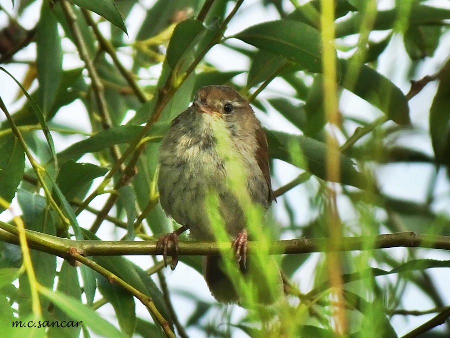 Cetti`s Warbler