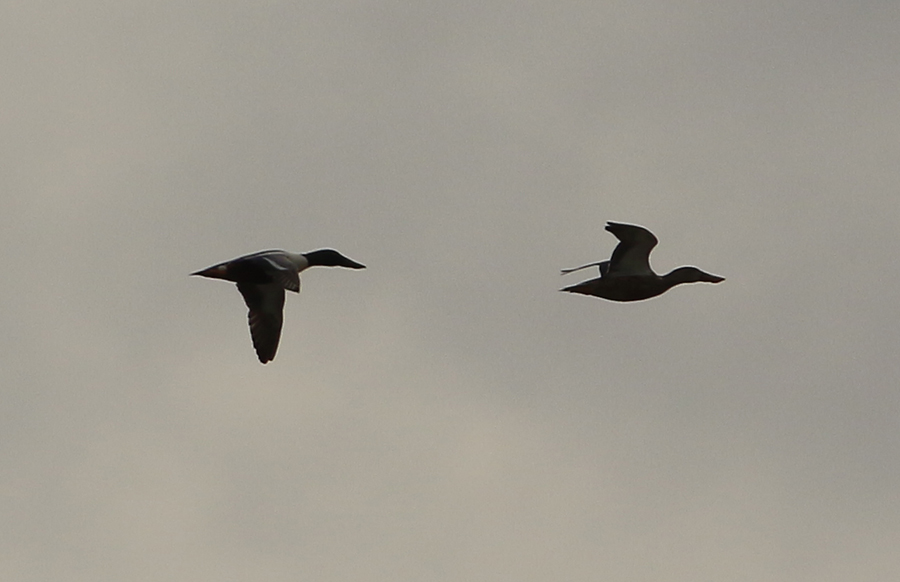 Northern Shoveler