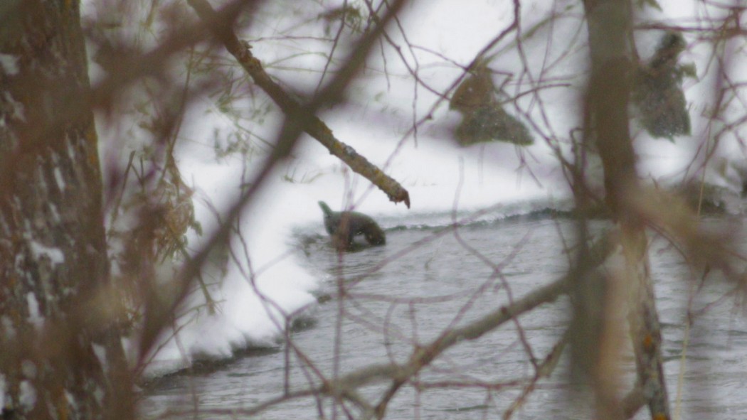 White-throated Dipper