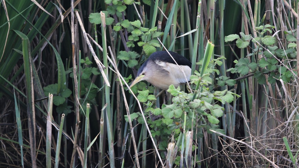 Little Bittern