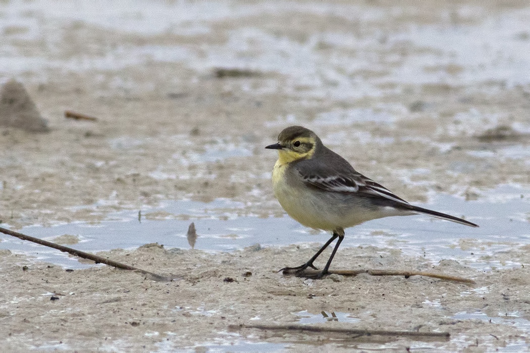 Citrine Wagtail