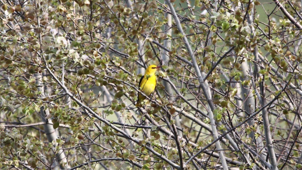 Eurasian Golden Oriole