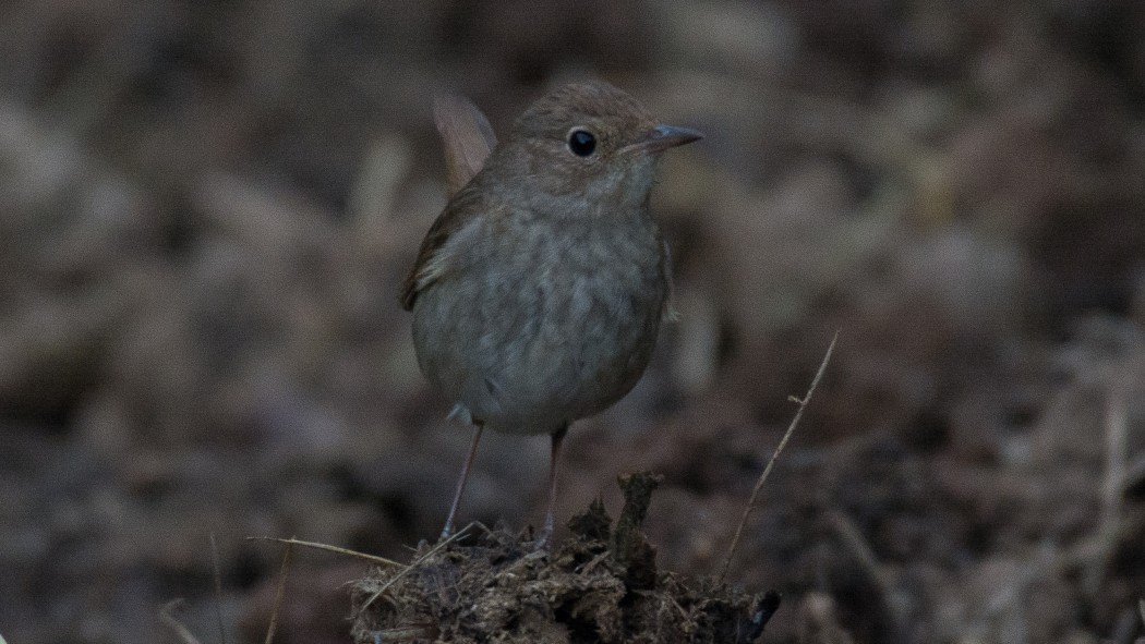Thrush Nightingale