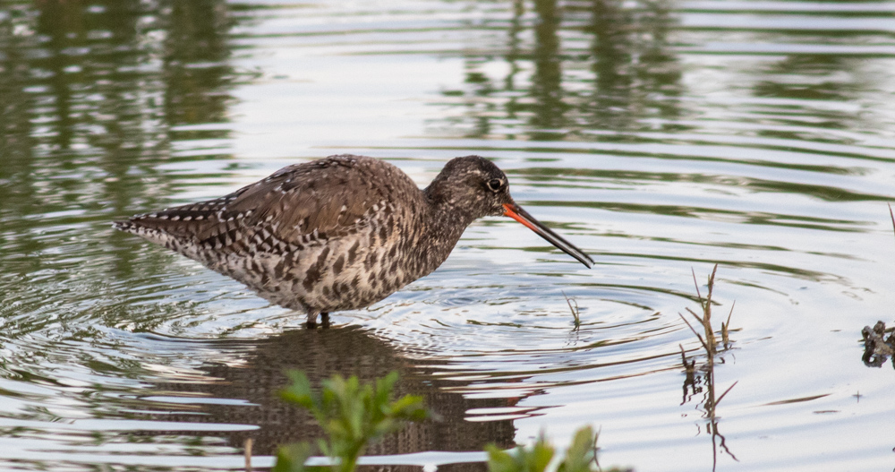 Spotted Redshank
