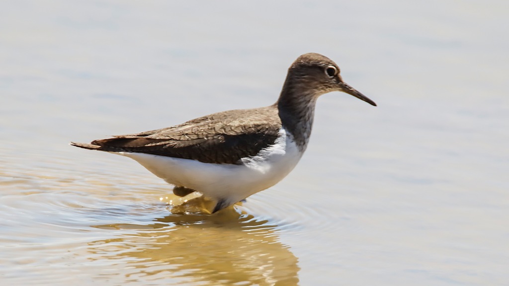 Common Sandpiper