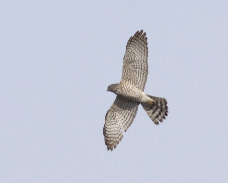 Levant Sparrowhawk