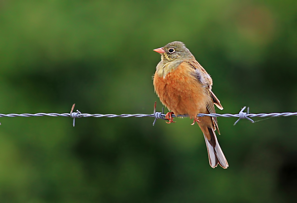 Ortolan Bunting