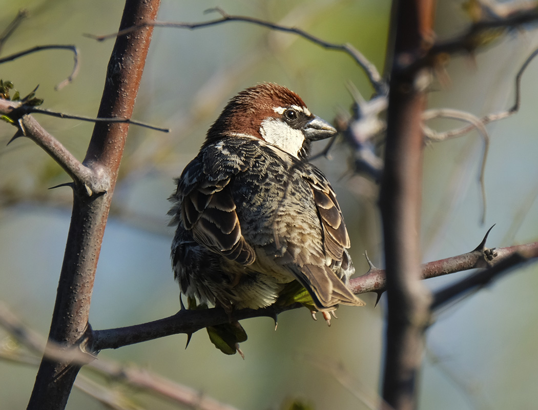 Spanish Sparrow