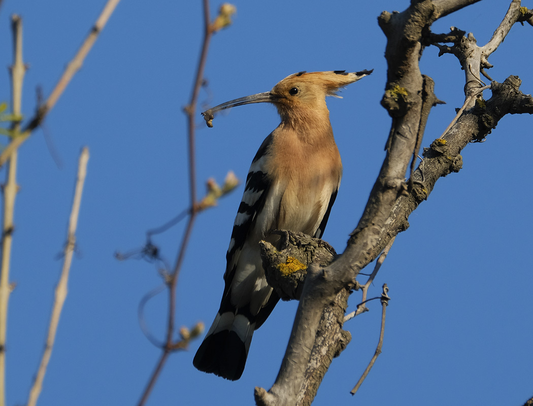 Common Hoopoe