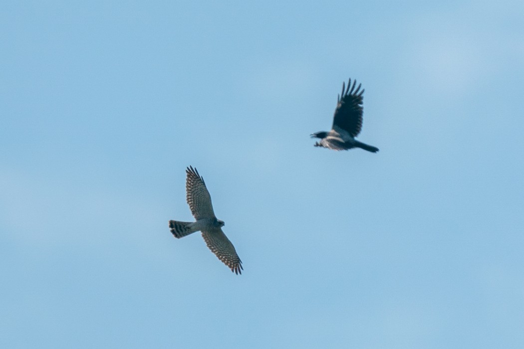 Levant Sparrowhawk