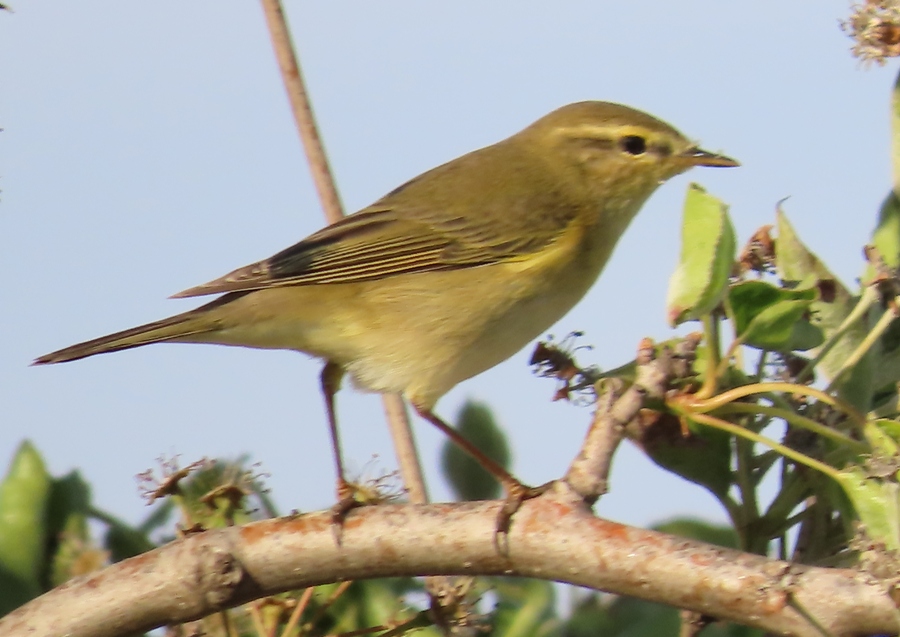 Willow Warbler
