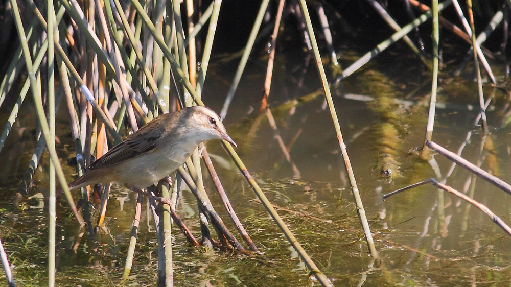 Sedge Warbler