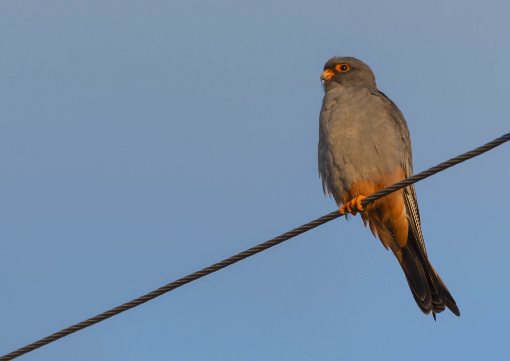 Red-footed Falcon
