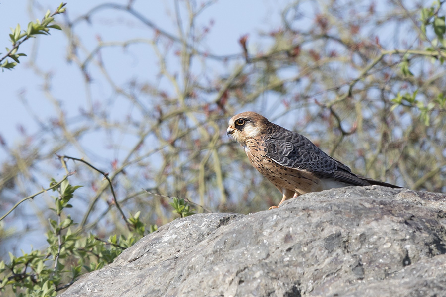 Red-footed Falcon