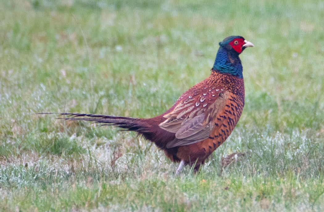 Common Pheasant