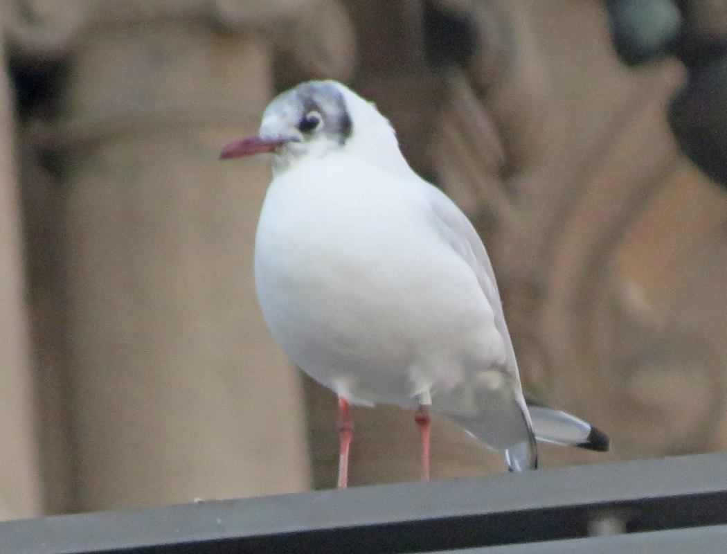 Black-headed Gull