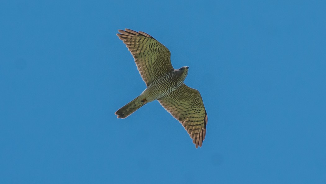 Levant Sparrowhawk