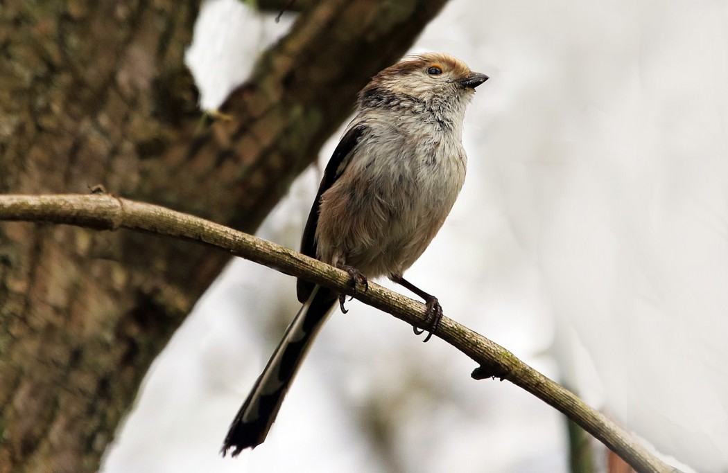 Long-tailed Tit