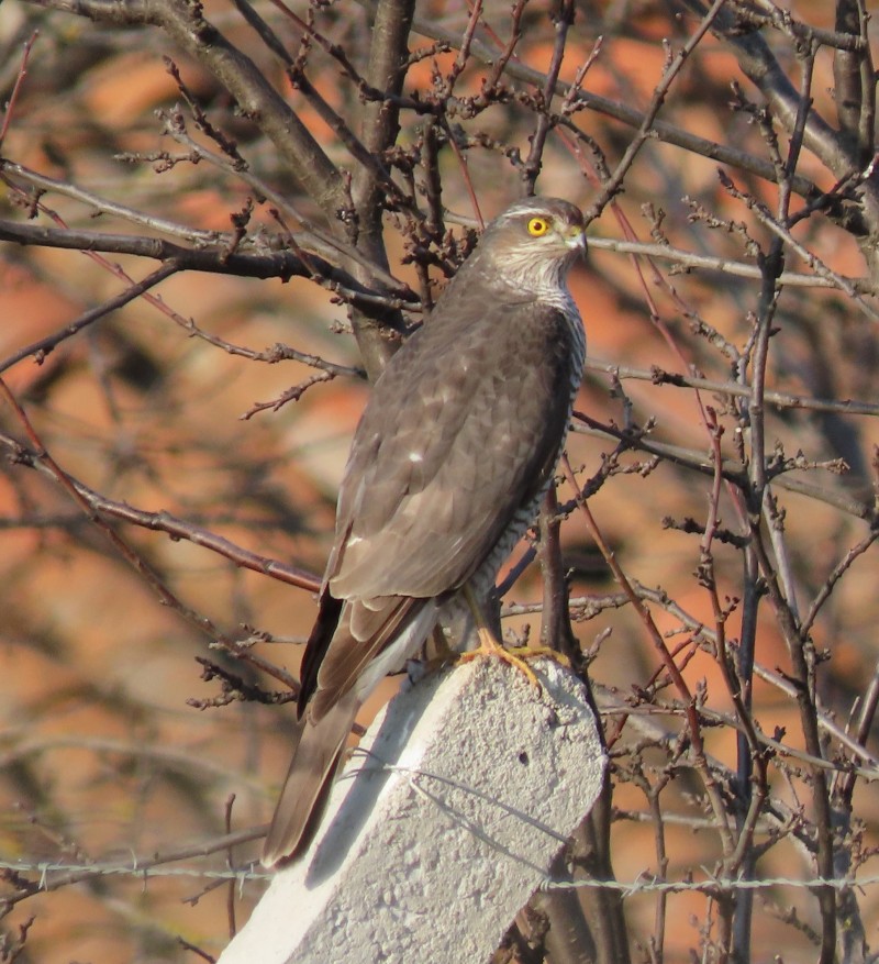 Eurasian Sparrowhawk
