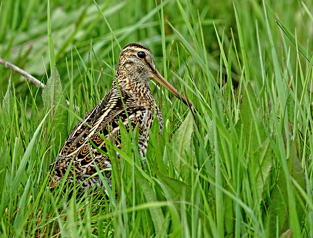 Great Snipe