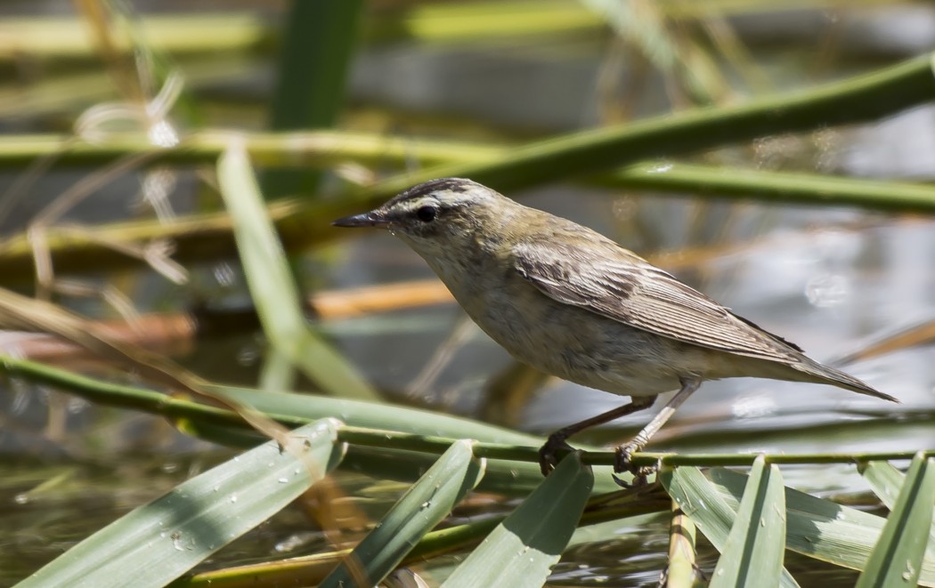 Sedge Warbler