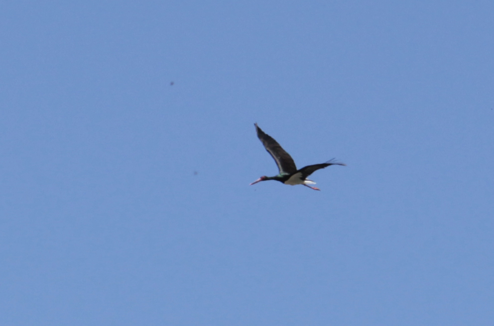 Black Stork