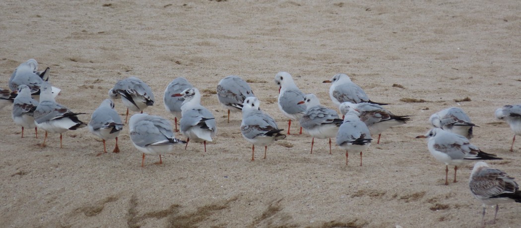 Black-headed Gull