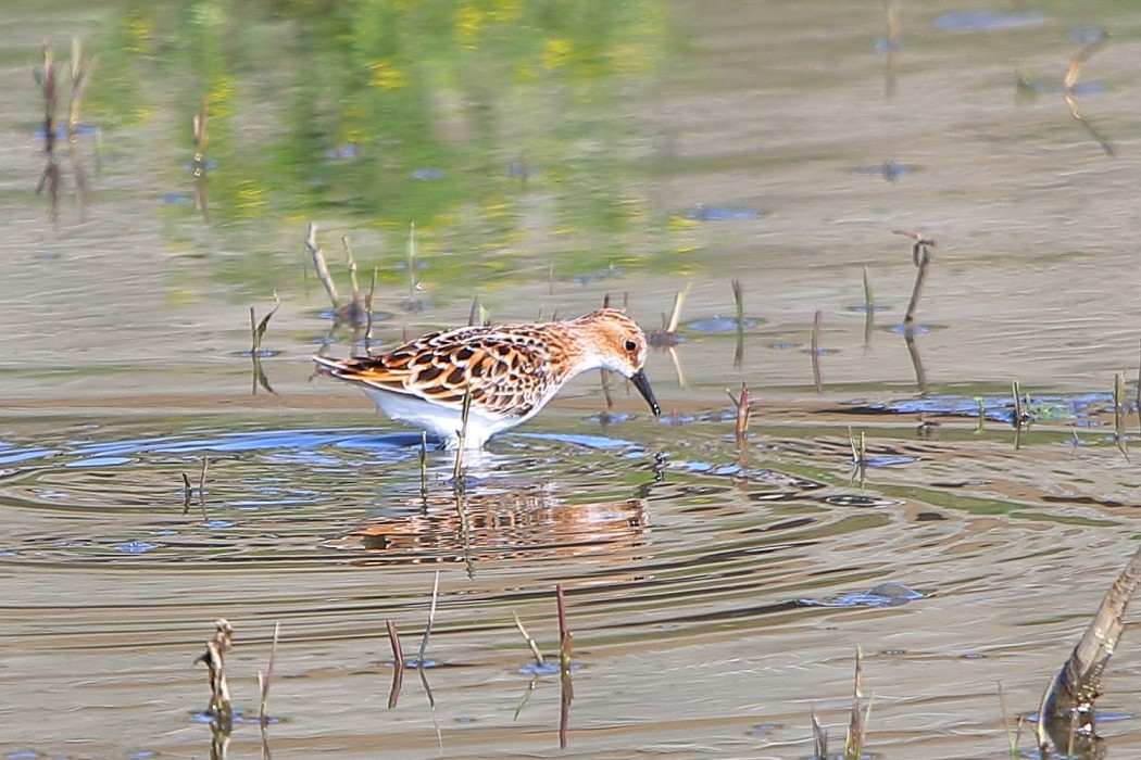 Little Stint