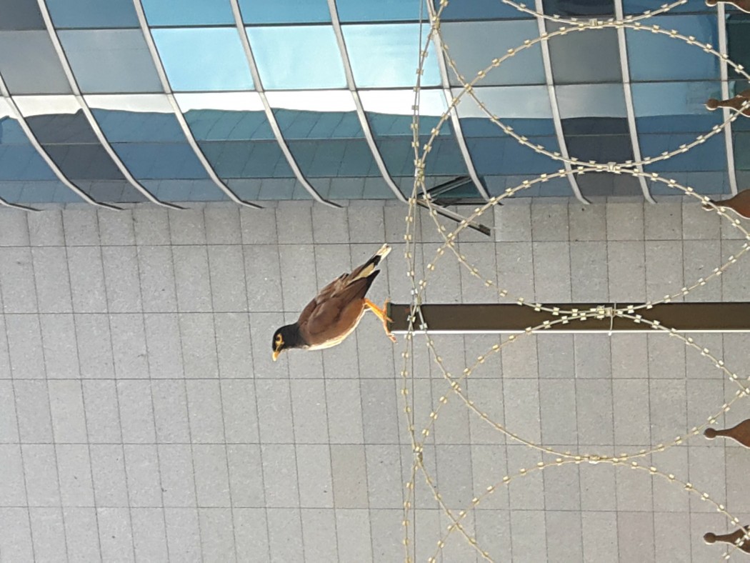 Common Myna