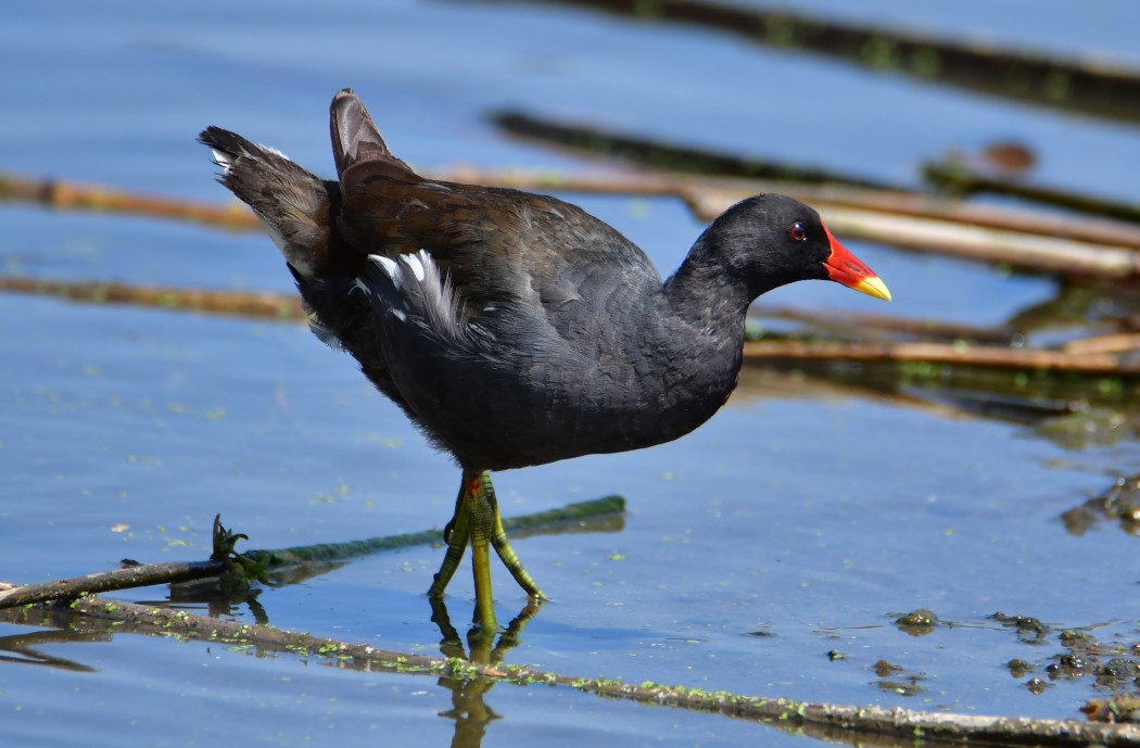 Common Moorhen
