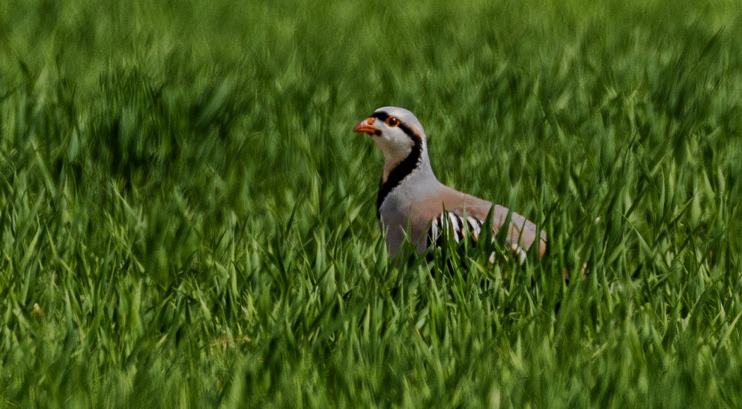Chukar Partridge
